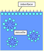 micelle